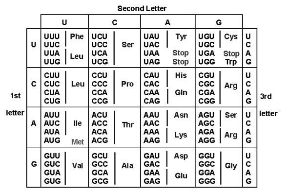 How To Find Amino Acid Sequence 2279