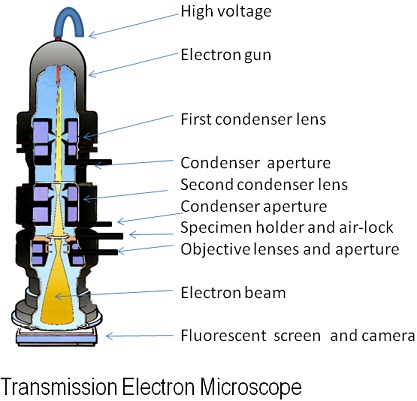 comparison between light microscope and electron microscope