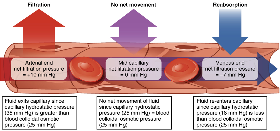 difference-between-osmotic-pressure-and-oncotic-pressure