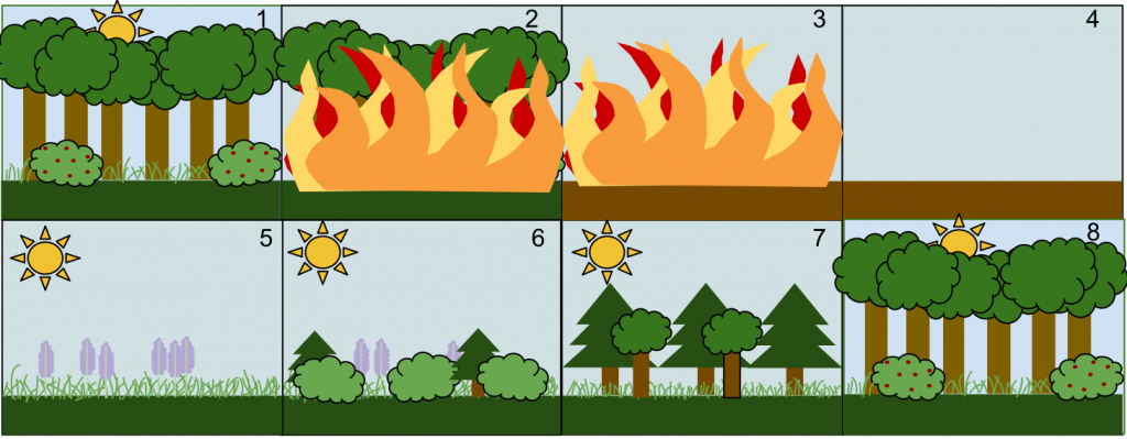 difference-between-primary-and-secondary-succession