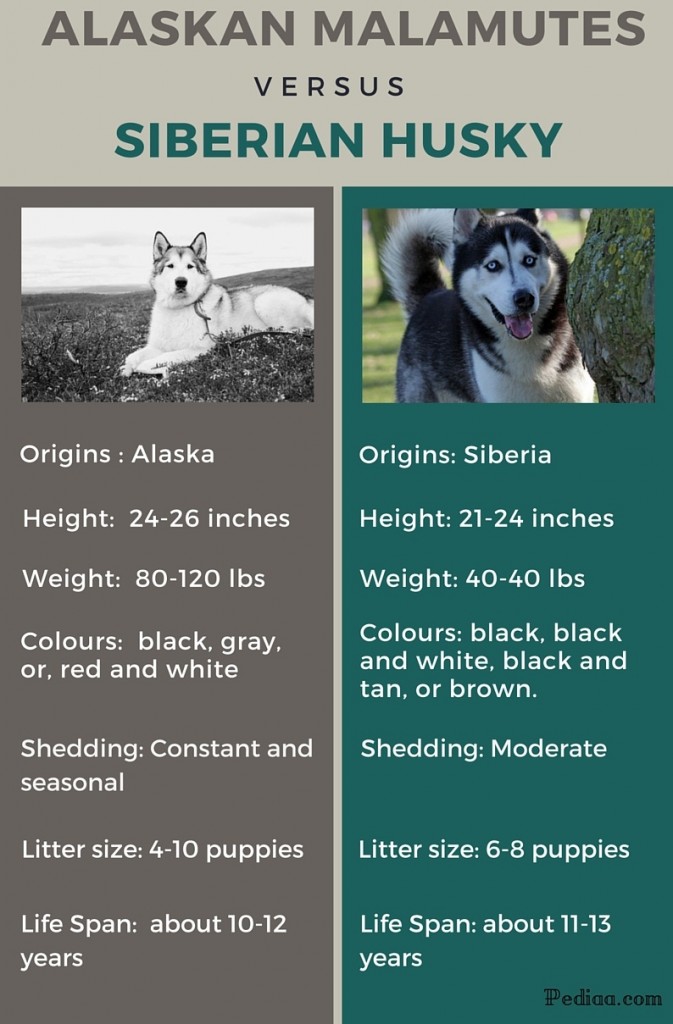 the difference between husky and malamute