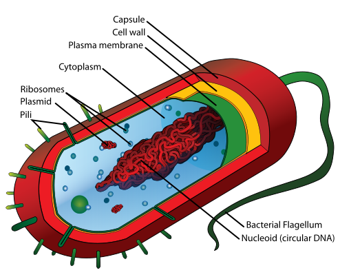 Difference between Prokaryotic and Eukaryotic Transcription