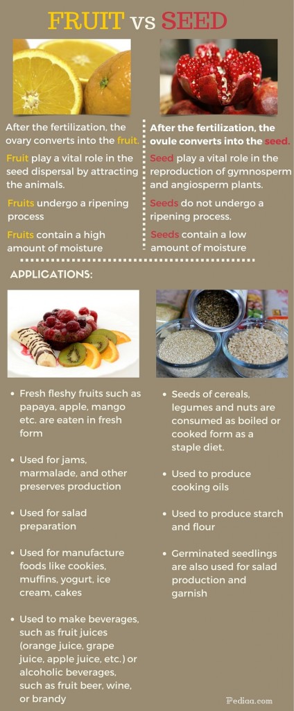 Difference Between Fruit And Seed
