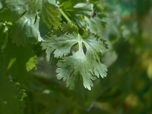 Difference Between Parsley And Coriander 7400