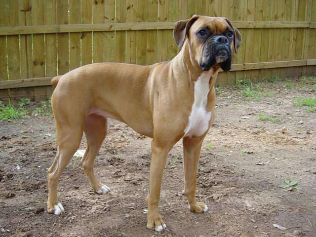 looking for female boxer to breed