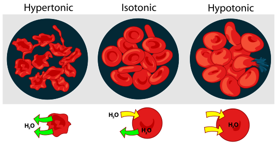 Main Difference - Osmolarity vs Tonicity