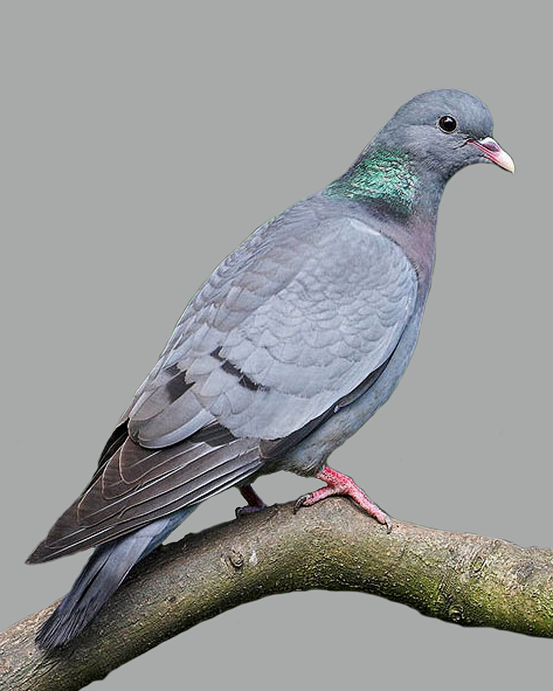 Difference Between Pigeon And Dove