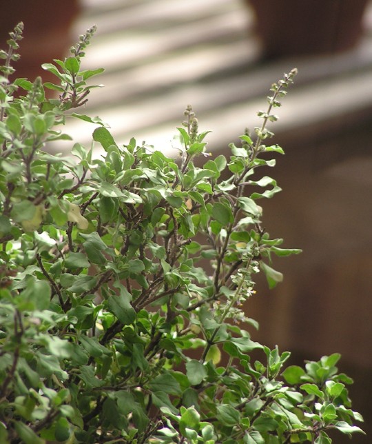 Difference Between Tulsi and Basil