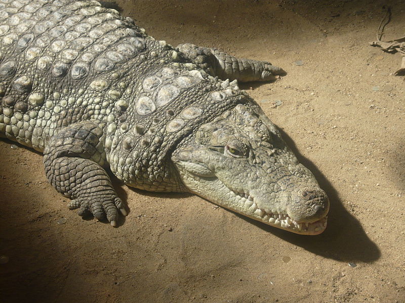 What are the differences between an alligator and a crocodile?