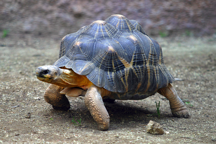 difference-between-turtle-and-tortoise