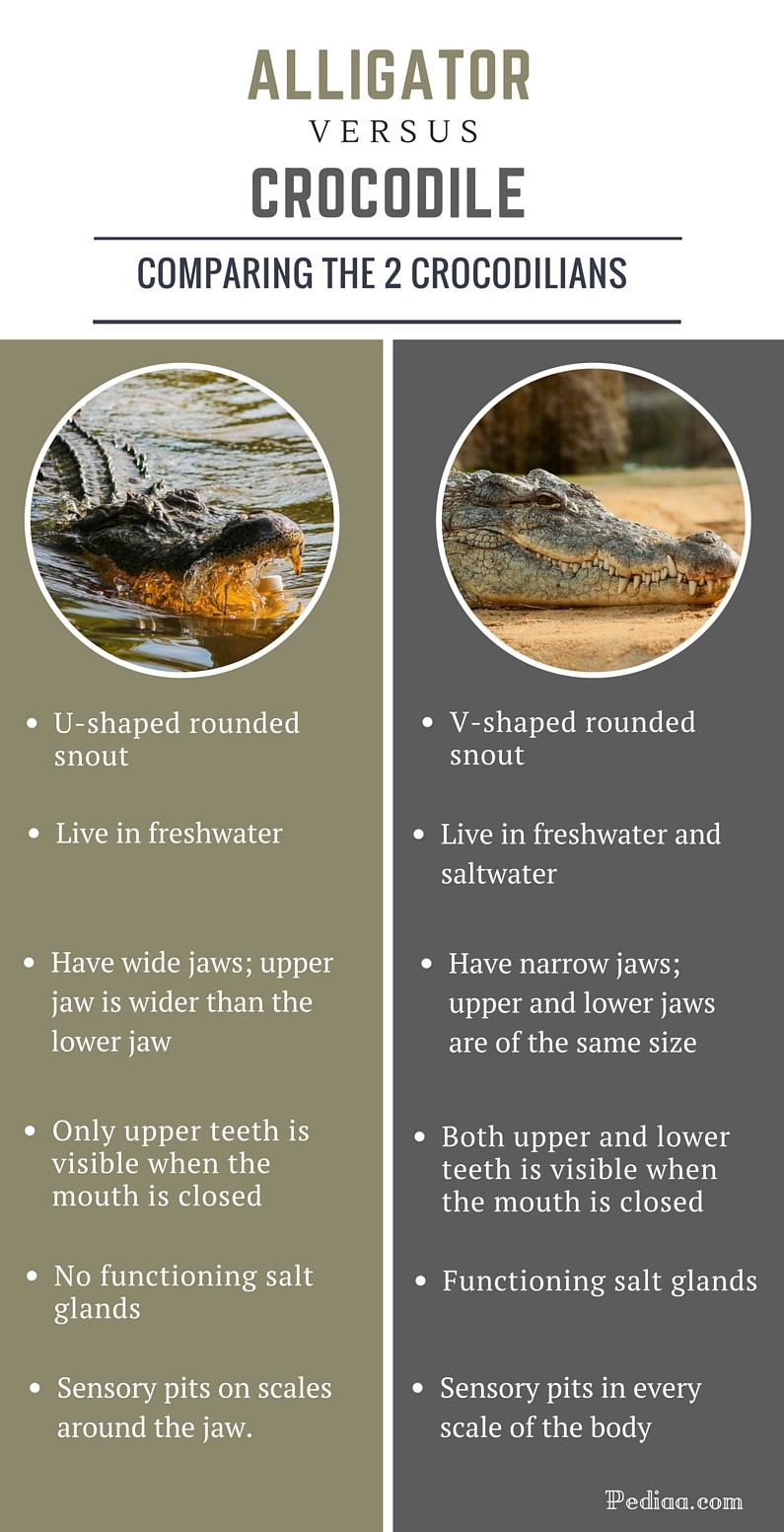 Difference Between Alligator and Crocodile