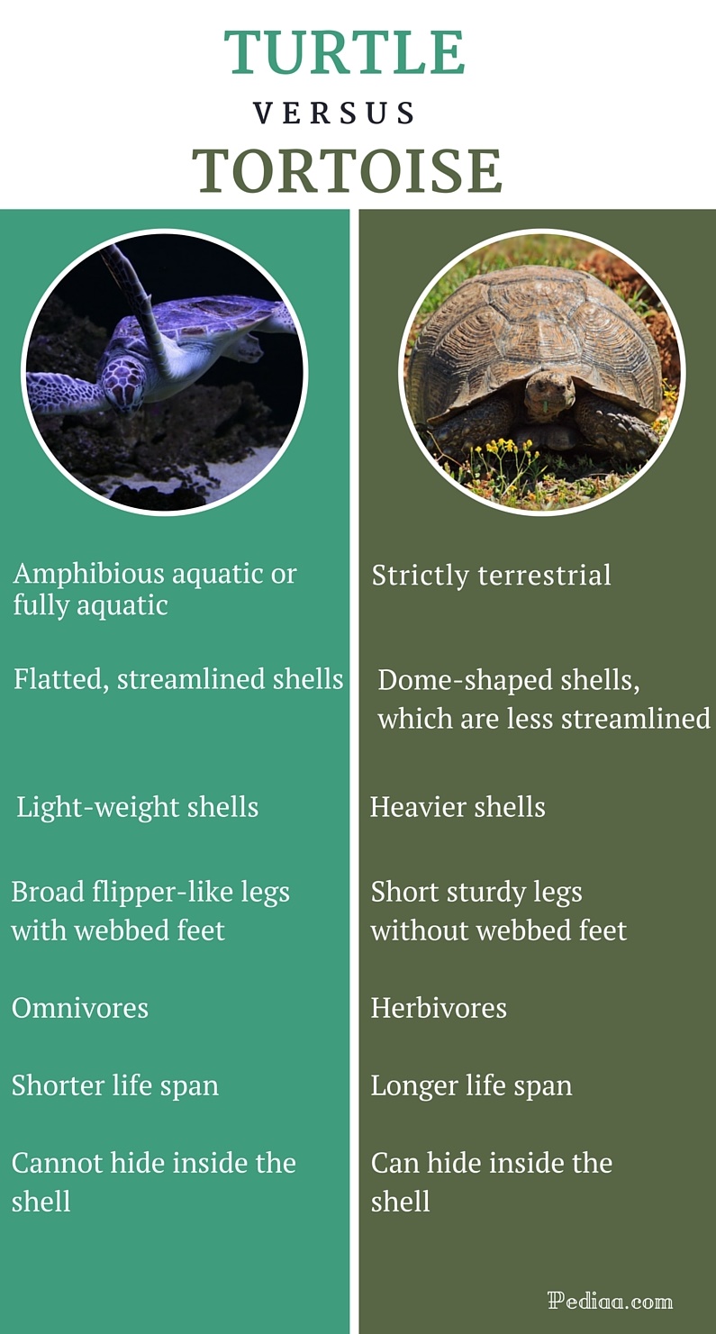 difference between turtle and tortoise