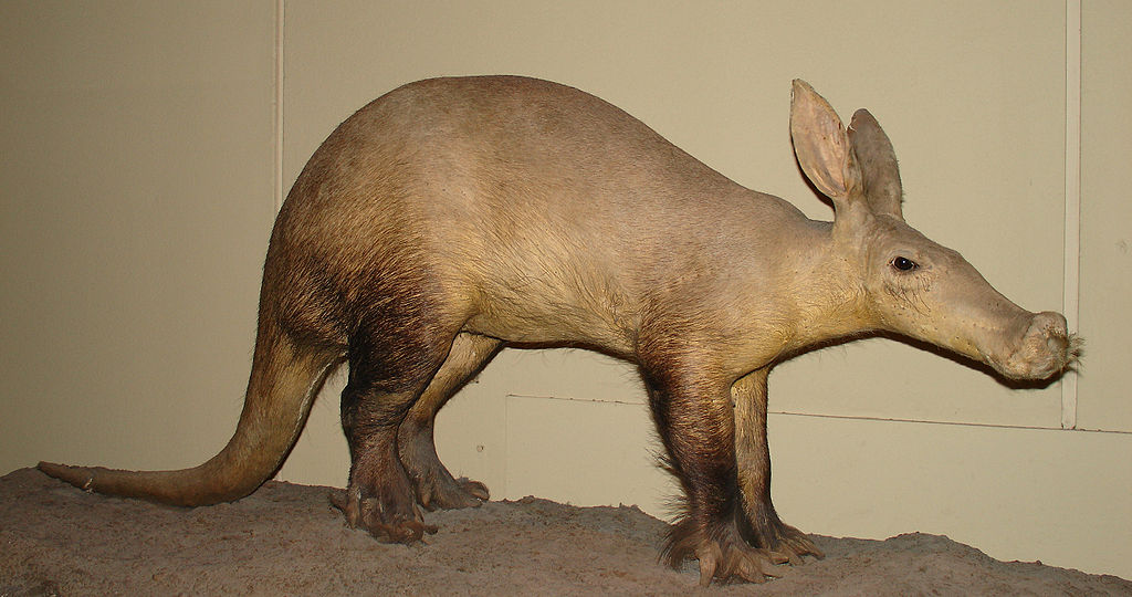 Difference Between Aardvark and Anteater