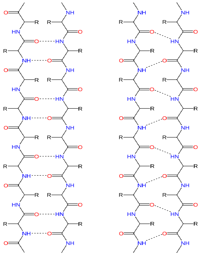 Alpha Helix and Beta Pleated Sheet