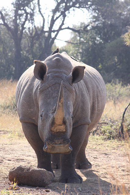 Difference Between White and Black Rhino