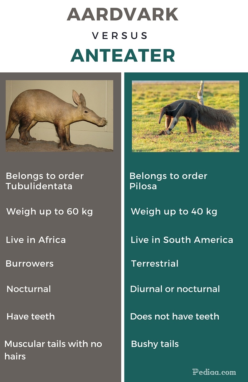 Difference Between Aardvark and Anteater