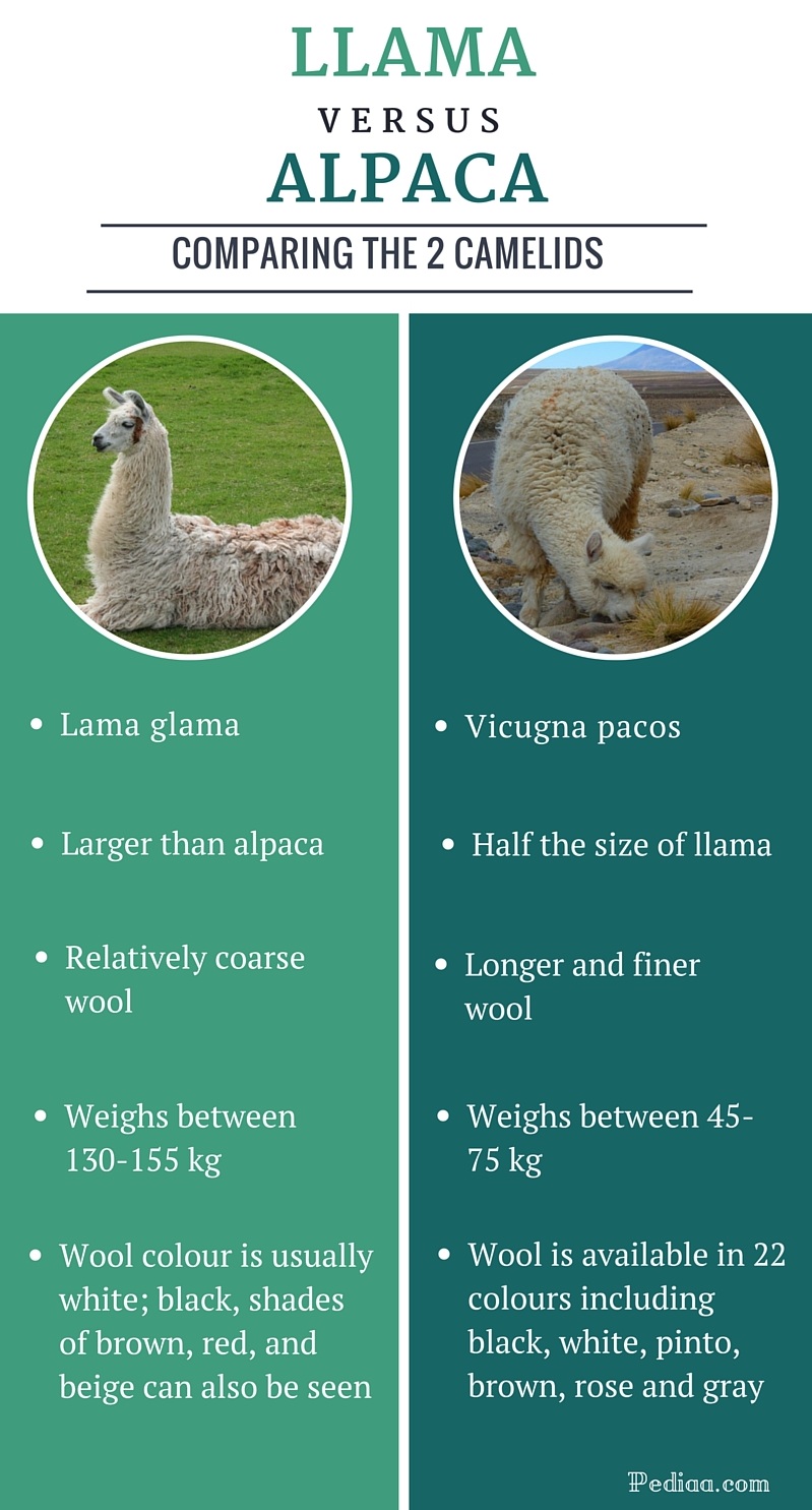 Alpaca Chart