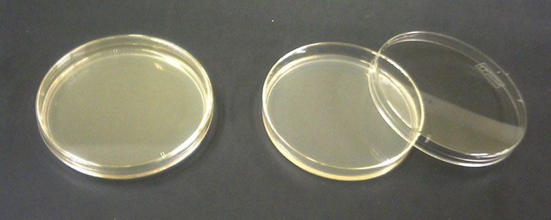 Difference Between agar and agarose