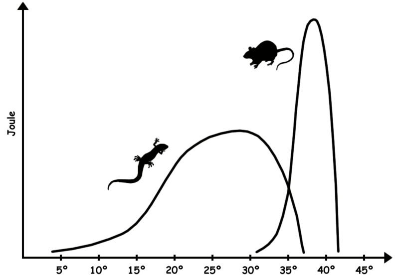 difference-between-cold-blooded-and-warm-blooded-animals-comparison