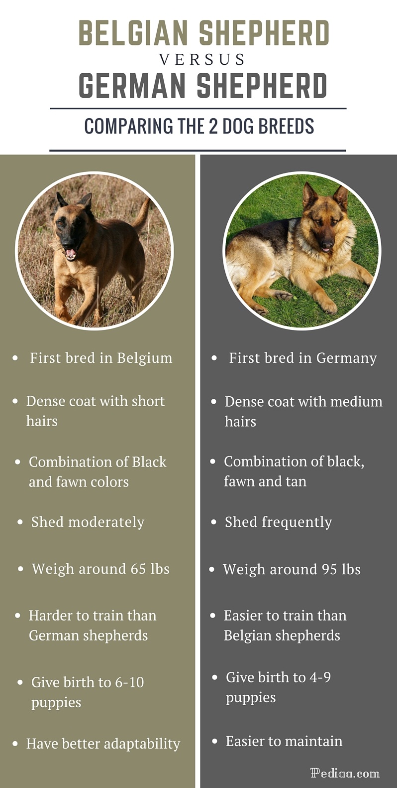 difference between german shepherd and belgian shepherd