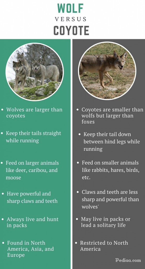 Difference Between Wolf and Coyote – Pediaa.Com