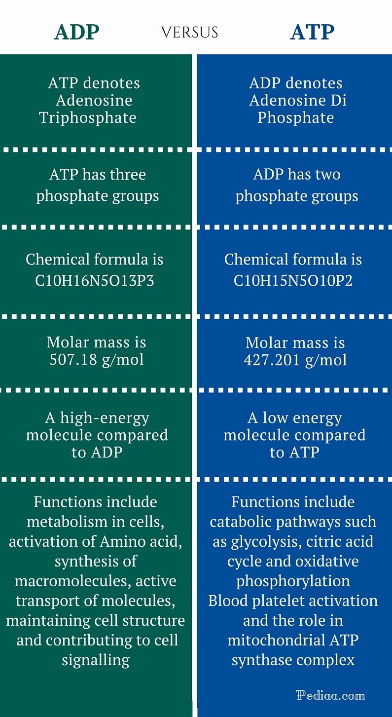 What Does Adp And Atp Stand For