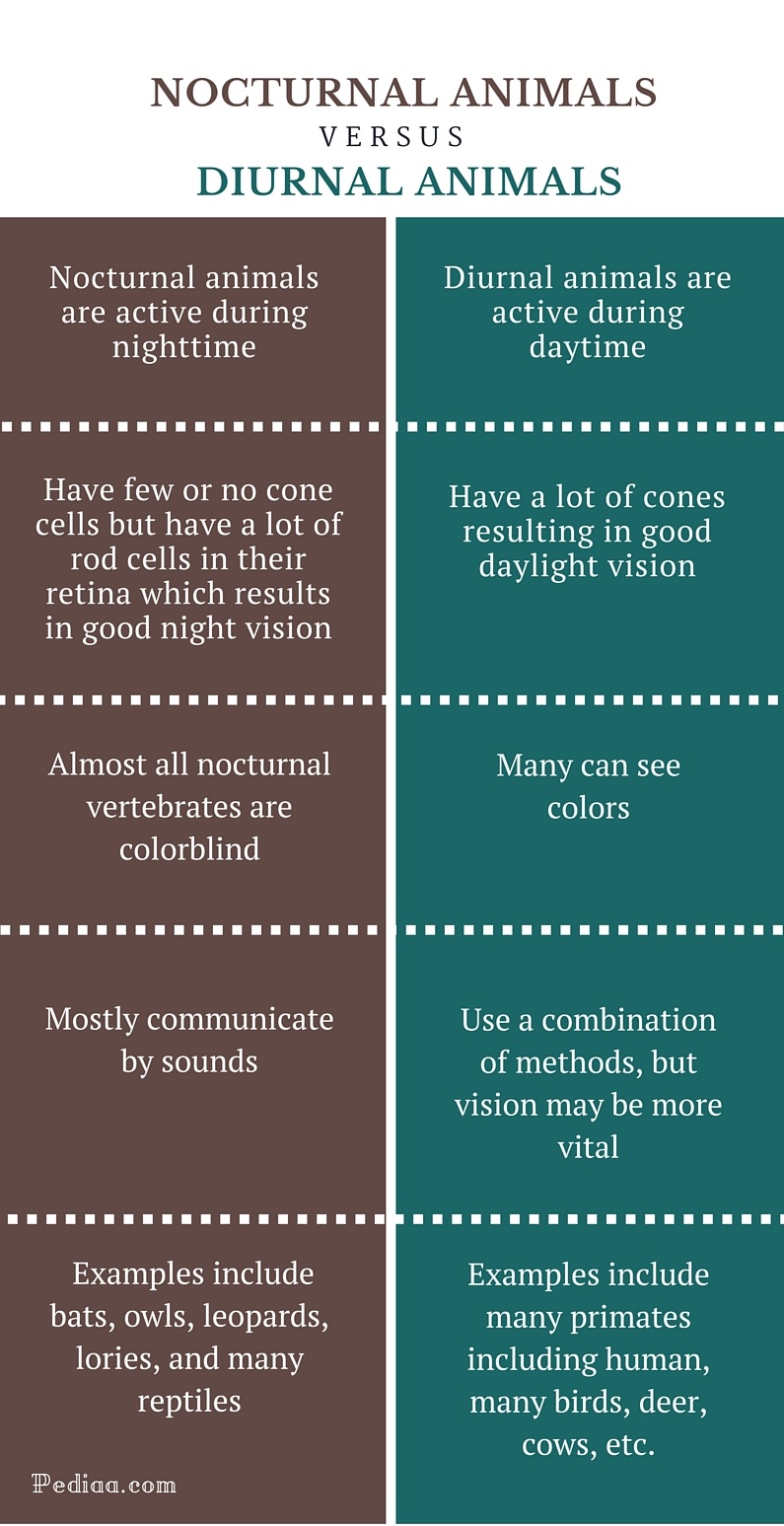 difference-between-nocturnal-and-diurnal-animals-facts-adoptations