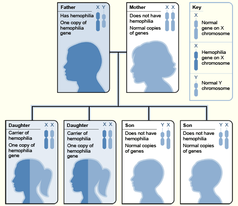 hemophilia genetic hereditary between difference disease willebrand von diseases vs thrombocytopenia definition gene inherited figure example examples types