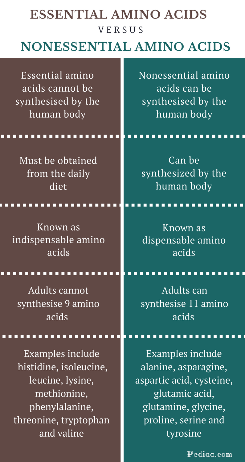 Difference Between Essential and Nonessential Amino Acids