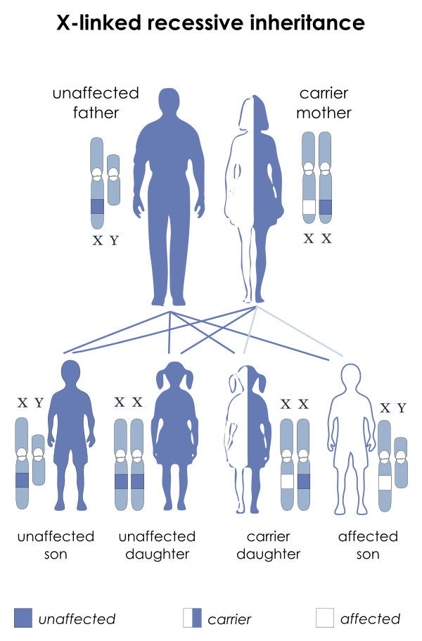 Difference Between Autosomes And Sex Chromosomes Pediaacom 