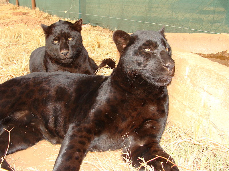 black panther vs puma