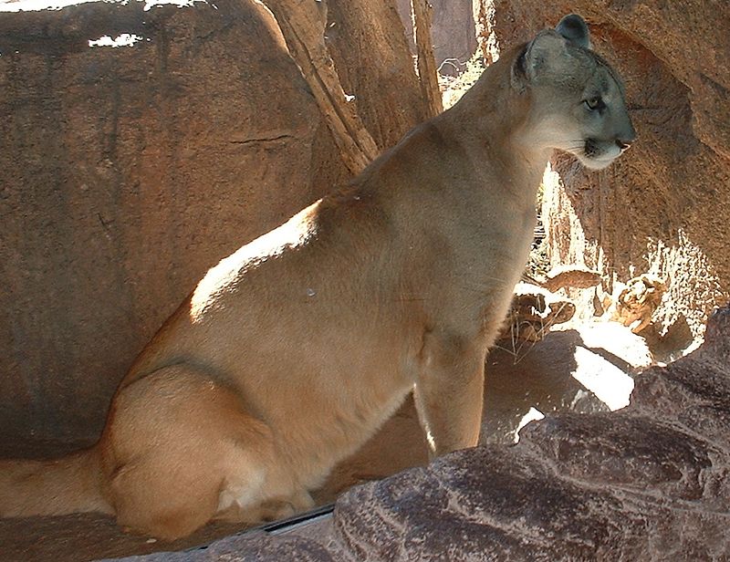 panther vs cougar vs mountain lion