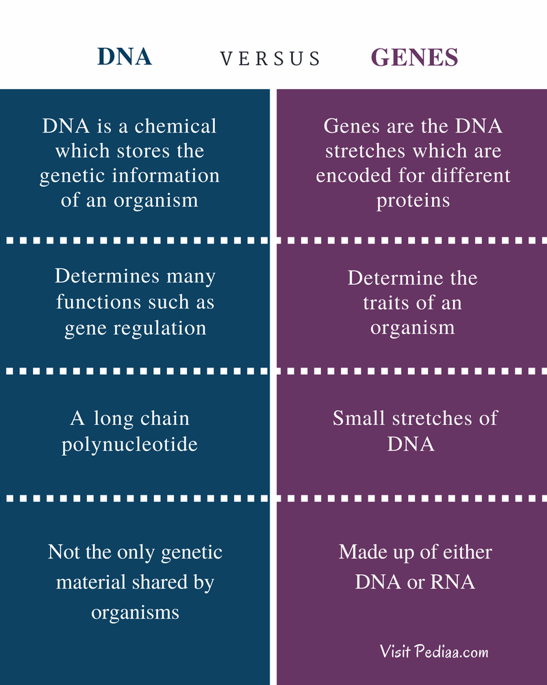 Difference Between DNA and Genes | Definition, Structure, Features,  Comparison