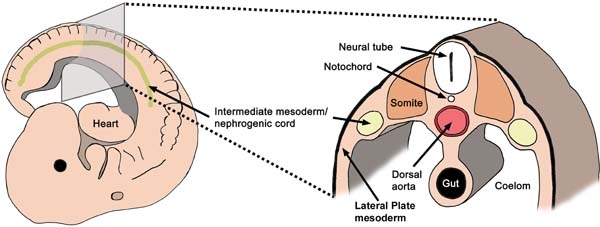 Pinworm másodlagos testüreg Triploblasztikus vagy diploblasztikus platyhelmintusok