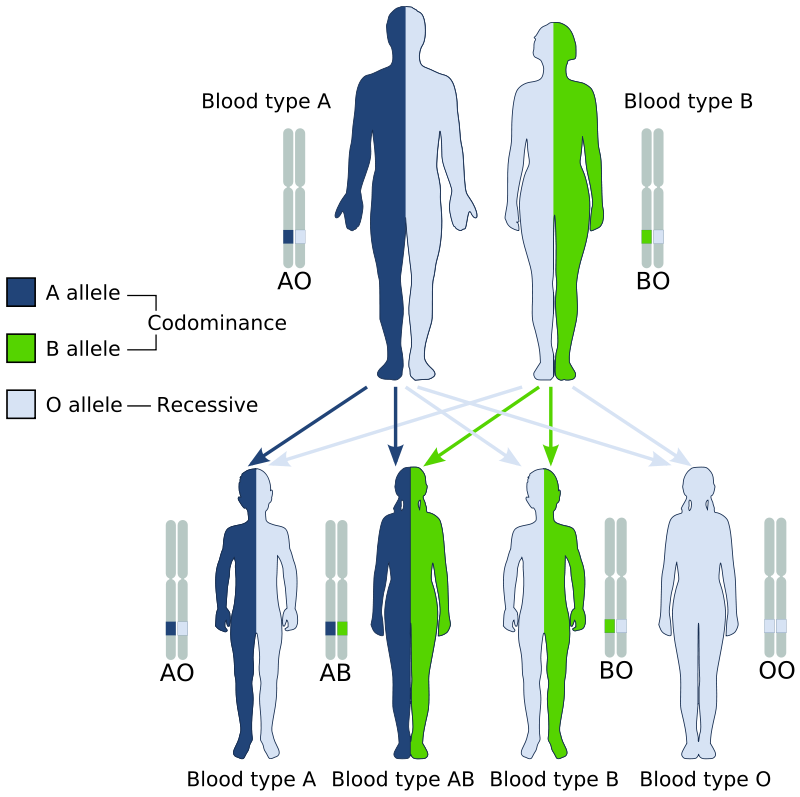 What Are The Three Alleles For Human Blood Type Explain Which Are Dominant Recessive Or Codominant