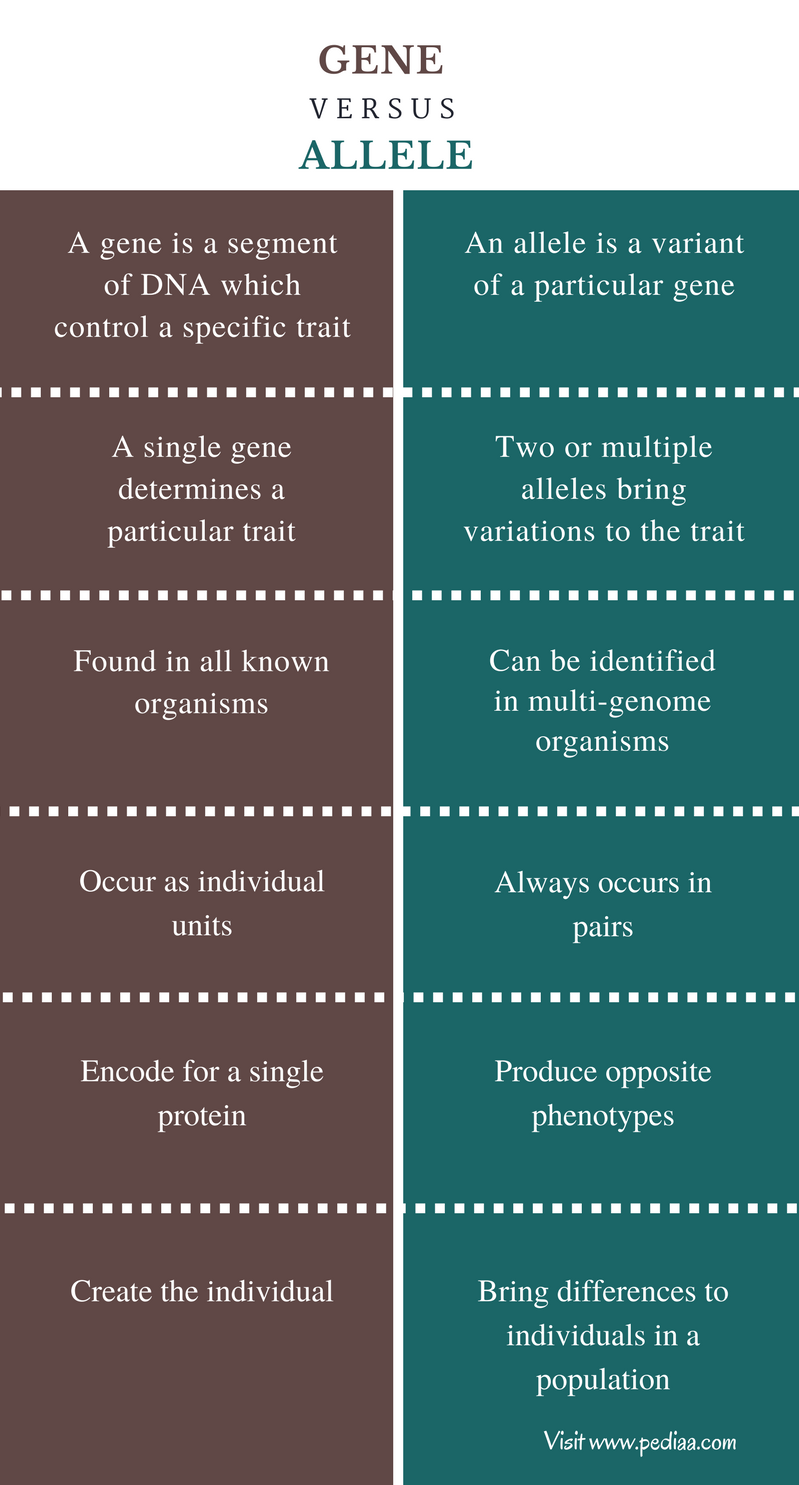 difference-between-gene-and-allele-definition-structure-function