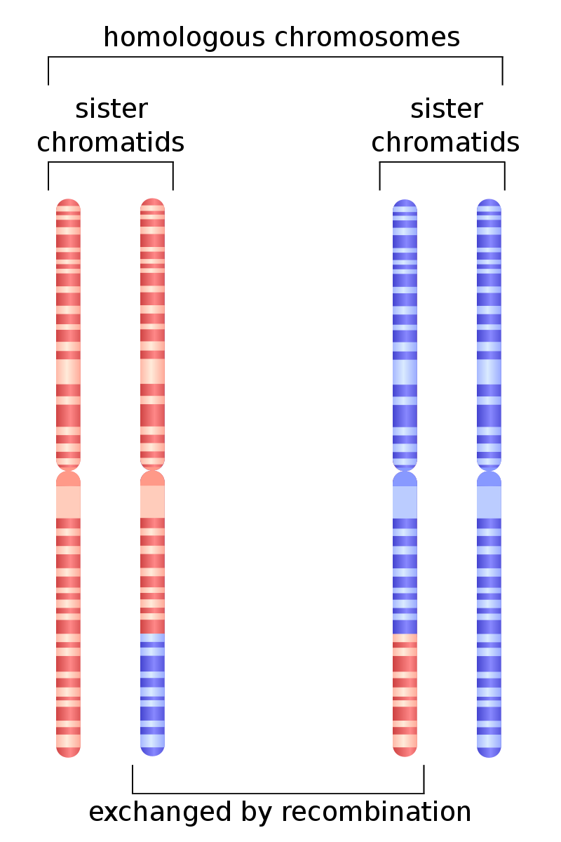 difference-between-homologous-chromosomes-and-sister-chromatids