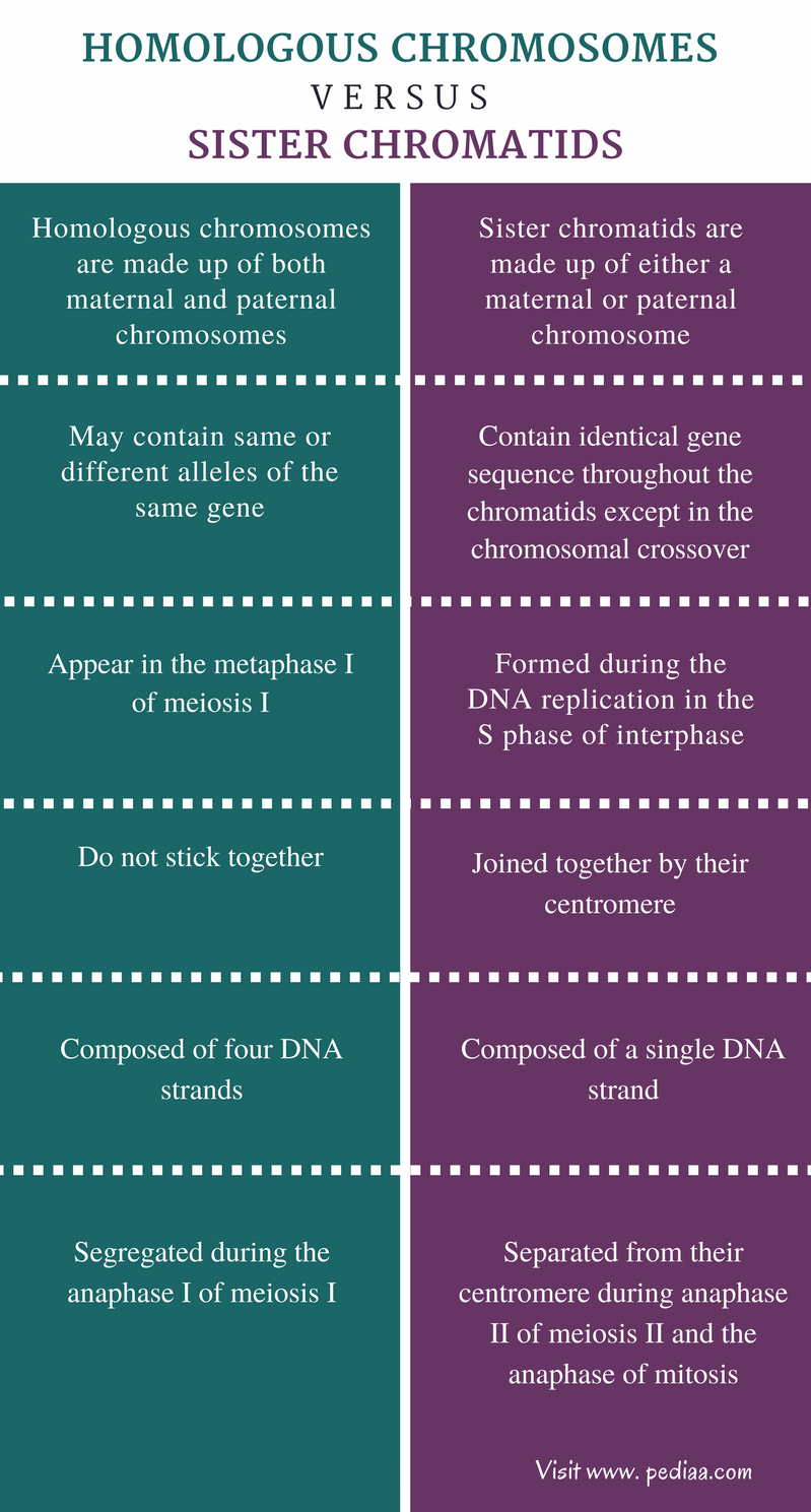 difference-between-homologous-chromosomes-and-sister-chromatids