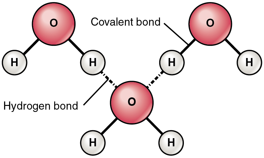 What Kind Of Bond Is Formed Between Water Molecules And Why