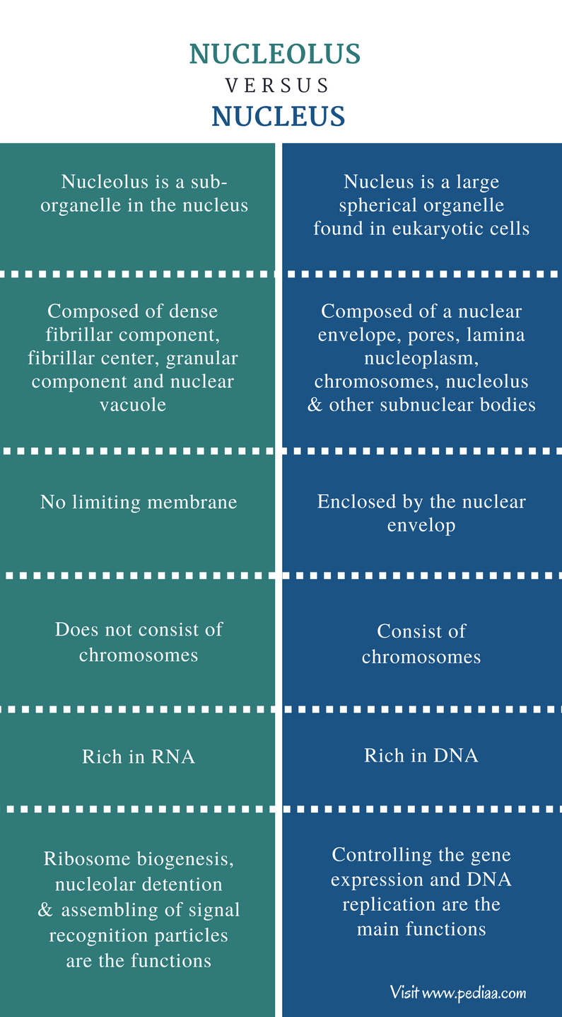 What occurs in the nucleolus?