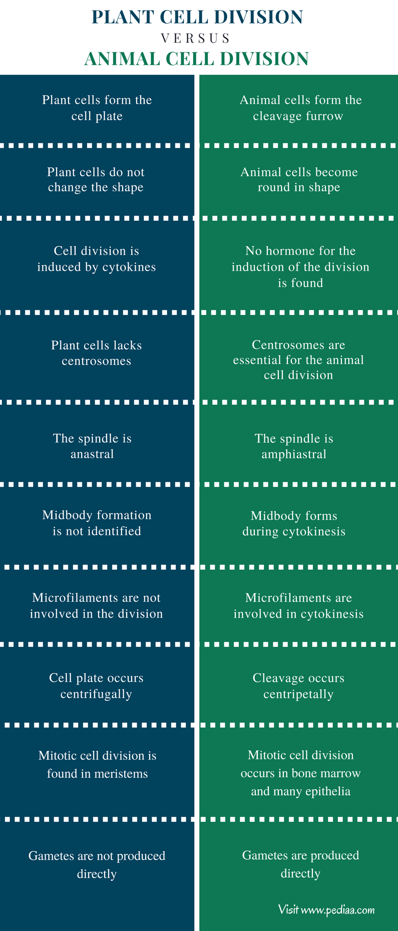 Difference Between Plant and Animal Cell Division | Characteristics,  Phases, Comparison