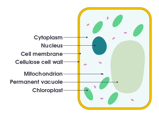 Difference Between Plant and Animal Cells | Structure ...