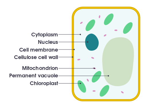 Difference Between Plant and Animal Cells | Structure, Characteristics