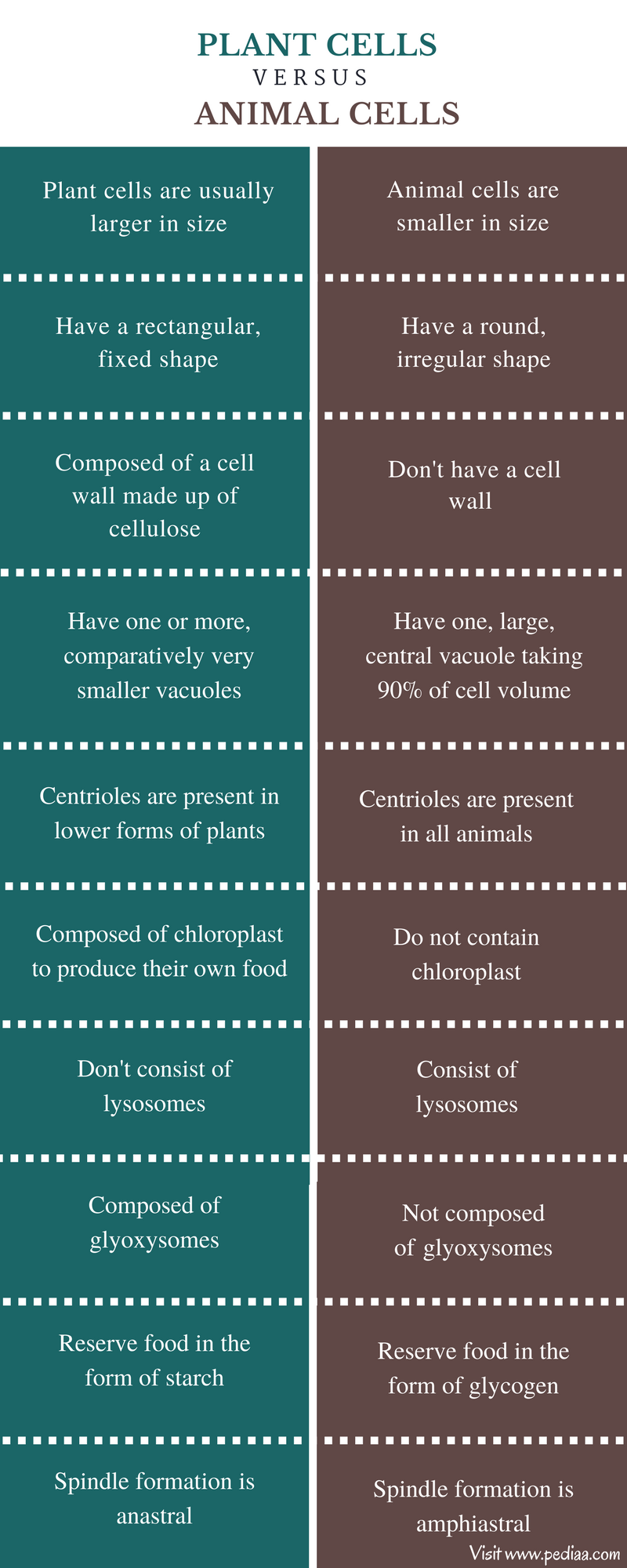 What Are 5 Structural Differences Between Plant And Animal Cells