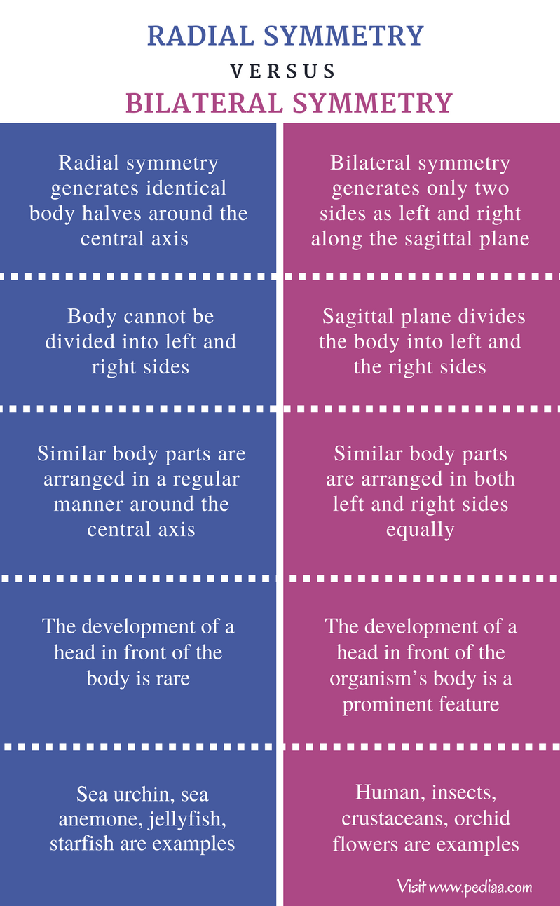 Difference Between Radial And Bilateral Symmetry Definition Radially 