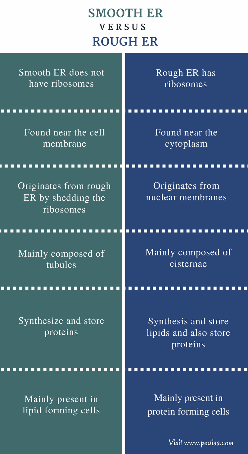 Difference Between Smooth And Rough ER Structure Function Comparison