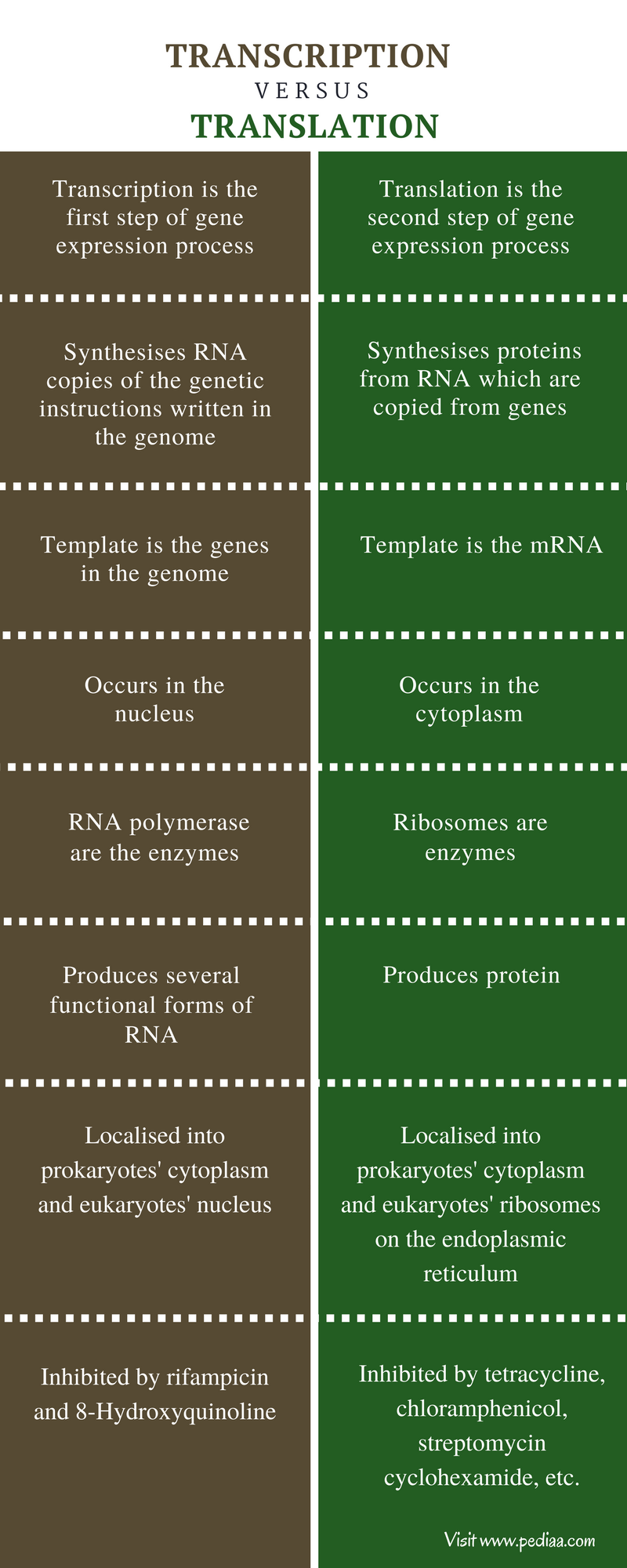 Difference Between Transcription and Translation Definition, Process