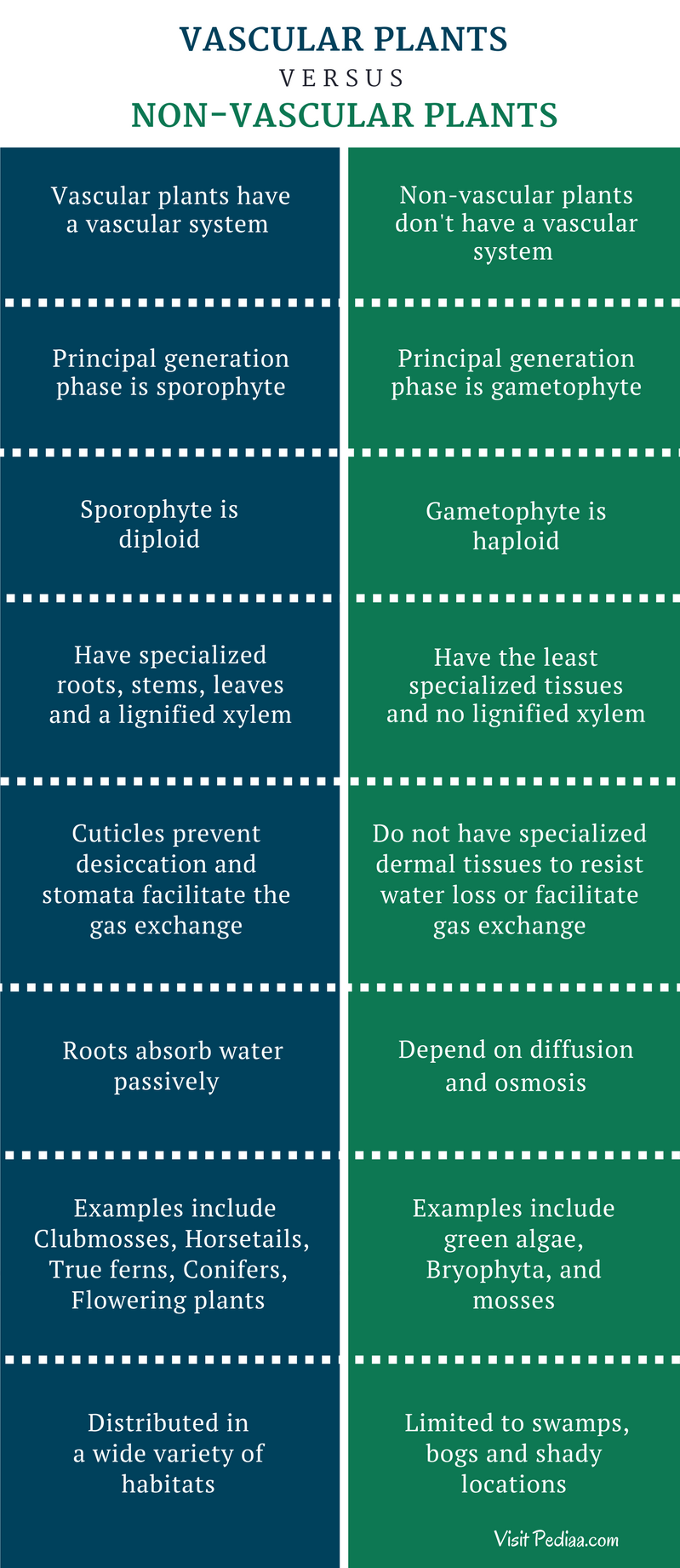 Difference Between Vascular and Nonvascular Plants