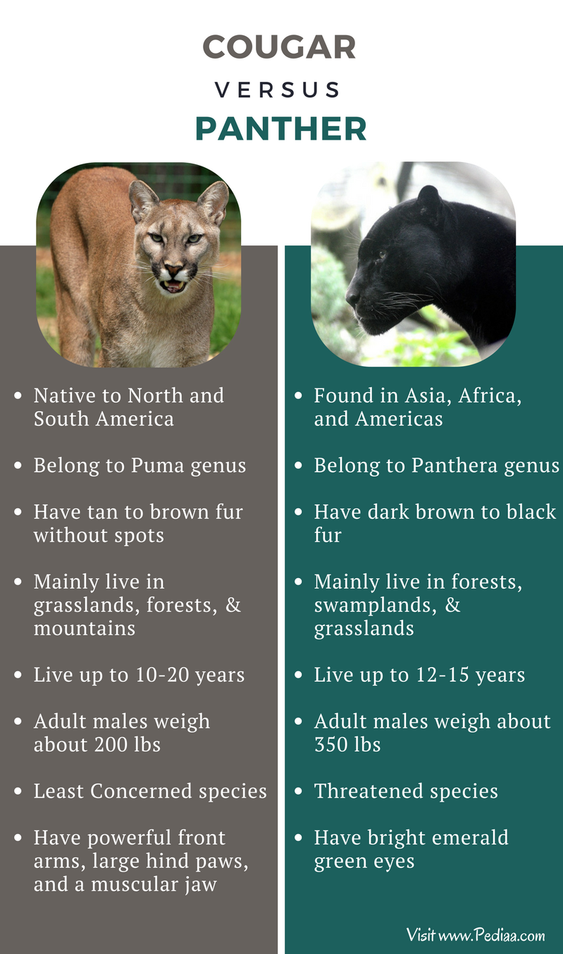 Difference Between Cougar and Panther 