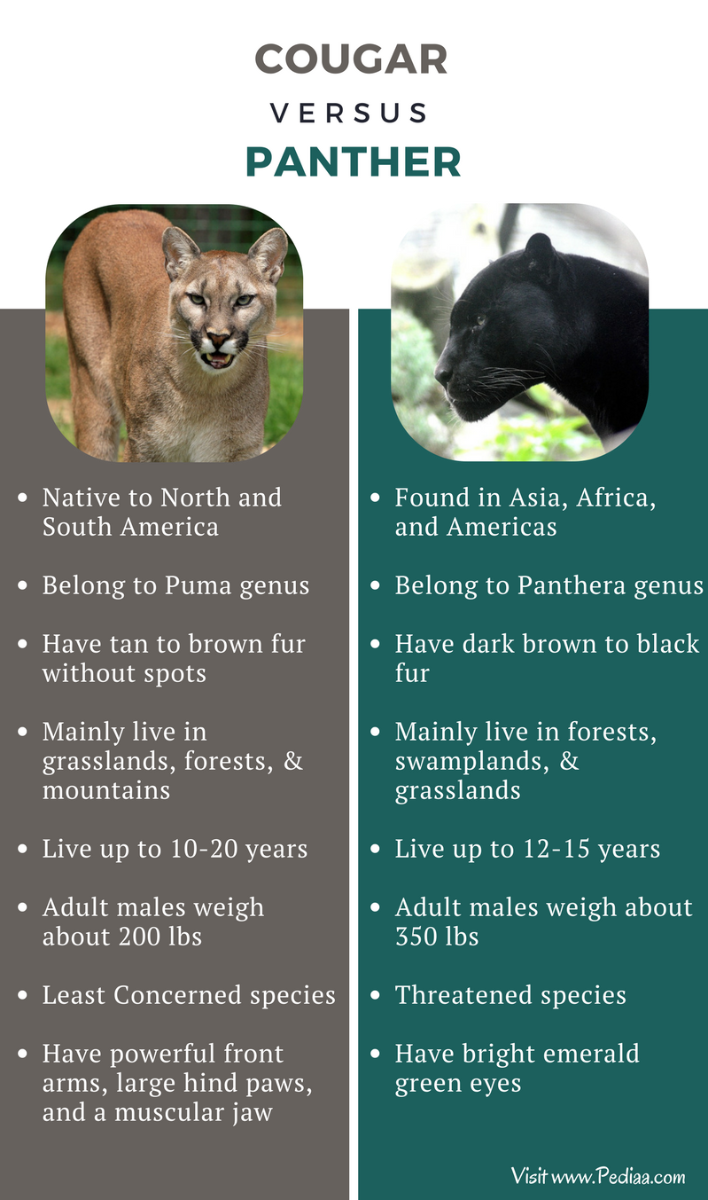 panther vs mountain lion